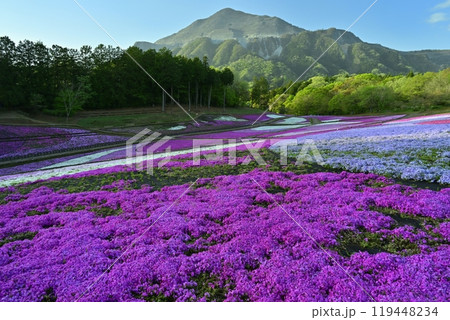 秩父羊山公園の花咲く芝桜の丘に武甲山 秩父羊山公園の花咲く芝桜の丘に武甲山 119448234
