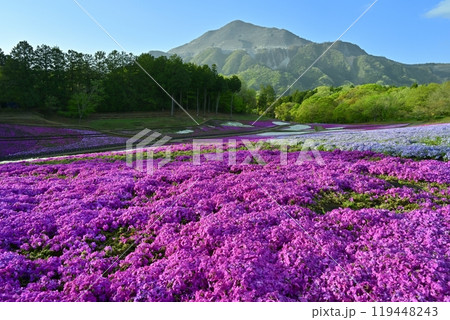 秩父羊山公園の花咲く芝桜の丘に武甲山 秩父羊山公園の花咲く芝桜の丘に武甲山 119448243