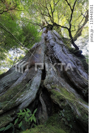 苔の生えた紀元杉 苔の生えた紀元杉 119448581