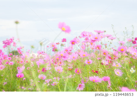 秋を告げるコスモス畑 秋を告げるコスモス畑 119448653