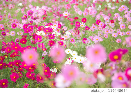 秋を告げるコスモス畑 秋を告げるコスモス畑 119448654