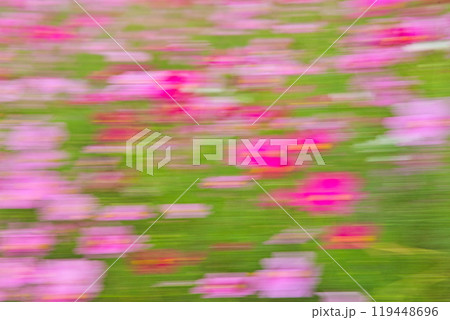 秋を告げるコスモス畑 119448696