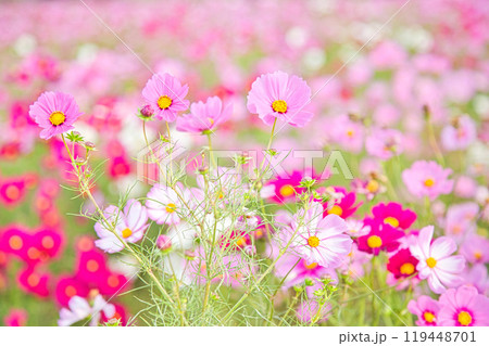 秋を告げるコスモス畑 119448701