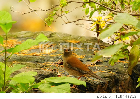 岩に乗るシロハラ 119448815