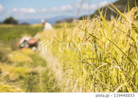 稲刈りイメージ 稲穂と手押しの稲刈り機バインダーを使って稲を刈る男性 稲刈りイメージ 稲穂と手押しの稲刈り機バインダーを使って稲を刈る男性 119448833
