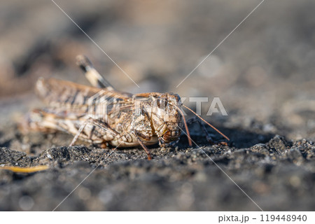 クルマバッタモドキ（褐色型） 119448940