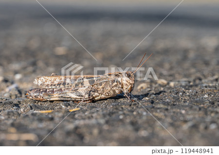 クルマバッタモドキ（褐色型） 119448941