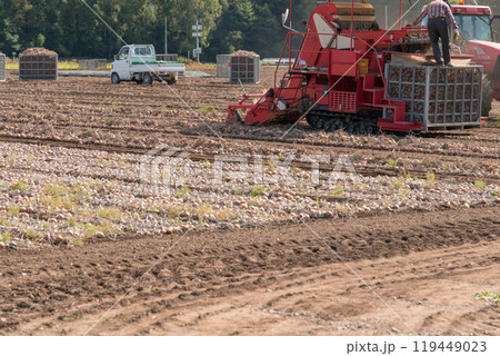【富良野市　玉葱の収穫とトラクター】 119449023