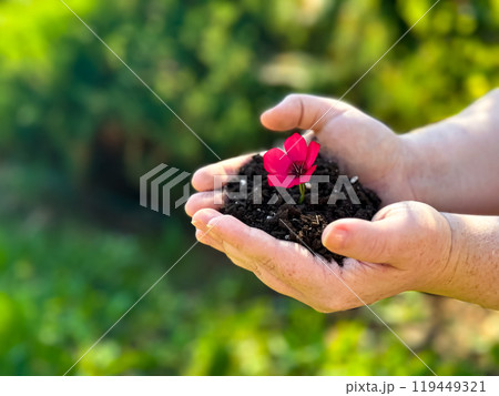 Hands nurturing a vibrant pink flower with fresh soil against a green natural background 119449321
