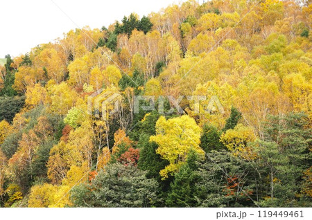 信州の秋 志賀草津道路より望む志賀高原白樺林紅葉の風景 信州の秋 志賀草津道路より望む志賀高原白樺林紅葉の風景 119449461