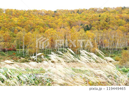 信州の秋 志賀草津道路より望む志賀高原白樺林紅葉の風景 信州の秋 志賀草津道路より望む志賀高原白樺林紅葉の風景 119449465
