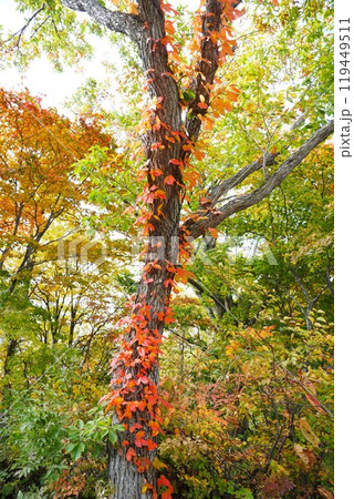 信州の秋　志賀高原丸池湖畔入口の紅葉の風景 119449511