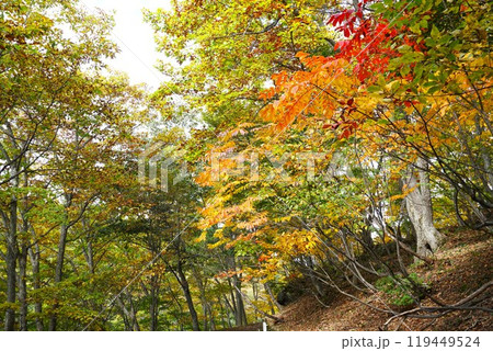 信州の秋　志賀高原サンバレー琵琶池湖畔遊歩道紅葉の風景 119449524