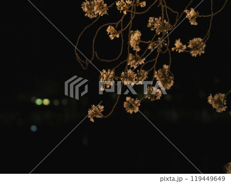 夜桜～川に浮かぶ桜の花『和風イメージ』(京都) 119449649