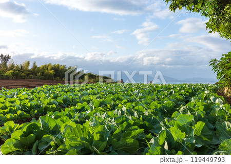 日本の岡山県瀬戸内市の前島のとても美しい風景 119449793
