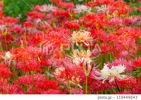 埼玉県比企郡吉見町 カラフルな曼殊沙華(彼岸花)が咲くさくら堤公園 色とりどりのマンジュシャゲの群生 埼玉県比企郡吉見町 カラフルな曼殊沙華(彼岸花)が咲くさくら堤公園 色とりどりのマンジュシャゲの群生 119449843
