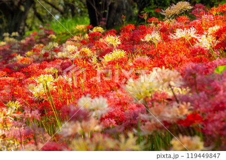埼玉県比企郡吉見町　カラフルな曼殊沙華（彼岸花）が咲くさくら堤公園　色とりどりのマンジュシャゲの群生 119449847