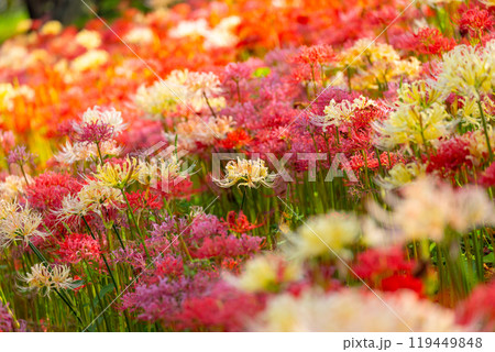 埼玉県比企郡吉見町　カラフルな曼殊沙華（彼岸花）が咲くさくら堤公園　色とりどりのマンジュシャゲの群生 119449848