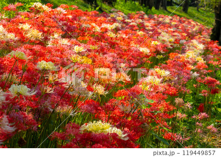 埼玉県比企郡吉見町　カラフルな曼殊沙華（彼岸花）が咲くさくら堤公園　色とりどりのマンジュシャゲの群生 119449857