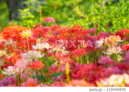 埼玉県比企郡吉見町　カラフルな曼殊沙華（彼岸花）が咲くさくら堤公園　マンジュシャゲとアゲハ蝶 119449956