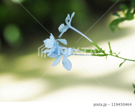 ルリマツリの花 119450464
