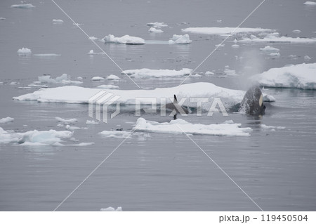Killer Whale spy hopping in Antarctica 119450504
