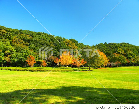秋の21世紀の森と広場の大木の影ある草原と黄葉の林風景 119450530