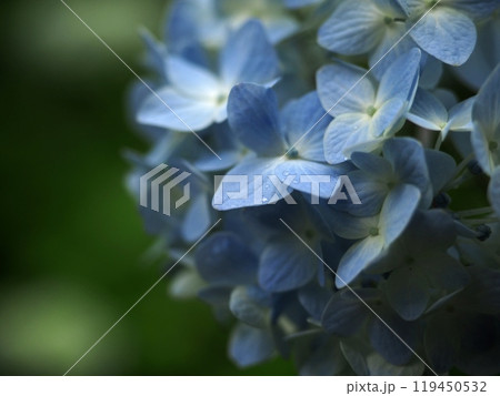 青い紫陽花と雨露『和風イメージ』(京都) 青い紫陽花と雨露『和風イメージ』(京都) 119450532