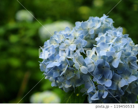 京都の紫陽花『和風イメージ』(京都) 京都の紫陽花『和風イメージ』(京都) 119450533