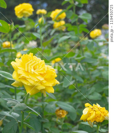 都会のオアシス 中之島公園のバラ 都会のオアシス 中之島公園のバラ 119450725