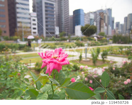 都会のオアシス　中之島公園のバラ 119450726