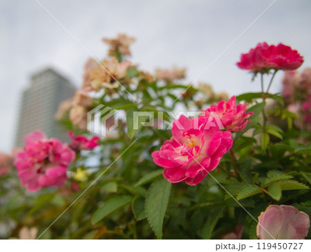 都会のオアシス 中之島公園のバラ 都会のオアシス 中之島公園のバラ 119450727