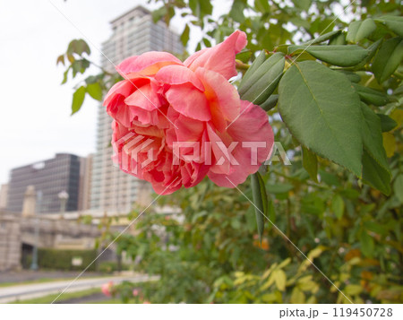 都会のオアシス　中之島公園のバラ 119450728