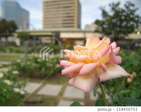 都会のオアシス 中之島公園のバラ 都会のオアシス 中之島公園のバラ 119450731