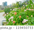 都会のオアシス　中之島公園のバラ 119450733
