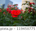都会のオアシス　中之島公園のバラ 119450775