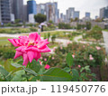 都会のオアシス　中之島公園のバラ 119450776