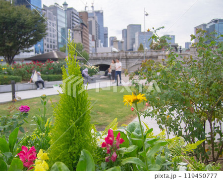 公園の植木 公園の植木 119450777