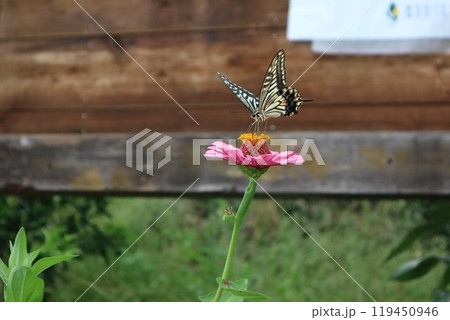 赤い花の蜜を吸うアゲハ蝶、ヒャクニチソウの花 赤い花の蜜を吸うアゲハ蝶、ヒャクニチソウの花 119450946