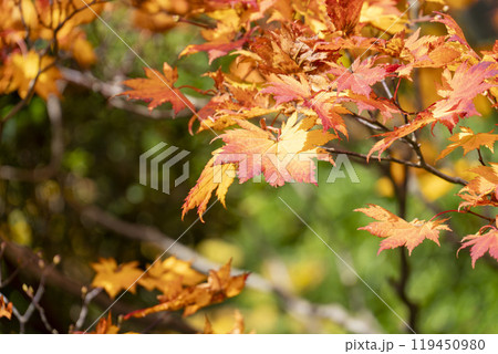 秋の宮城蔵王の紅葉　えぼしスキー場からの眺め　宮城県蔵王町 119450980