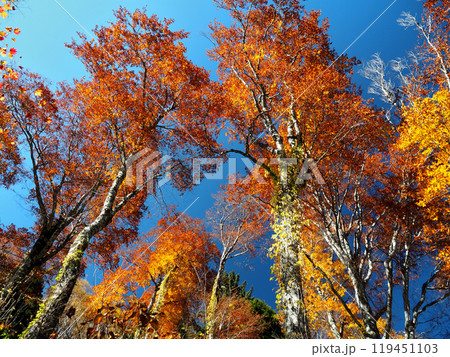 【山の風景】長野県&岐阜県・焼岳・紅葉 【山の風景】長野県&岐阜県・焼岳・紅葉 119451103