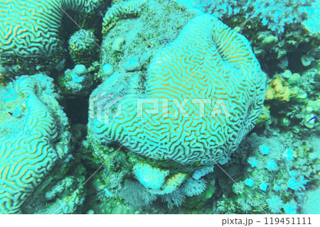 Colpophyllia natans - (Boulder Brain Coral), undersea macro photography Faviidae Colpophyllia natans - (Boulder Brain Coral), undersea macro photography Faviidae 119451111