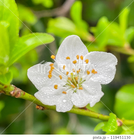 Branches of flowering sand cherry tree covered in white blossoms 119451130