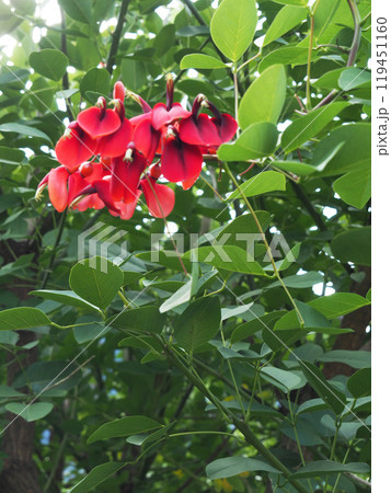 マルバデイゴの花 マルバデイゴの花 119451160