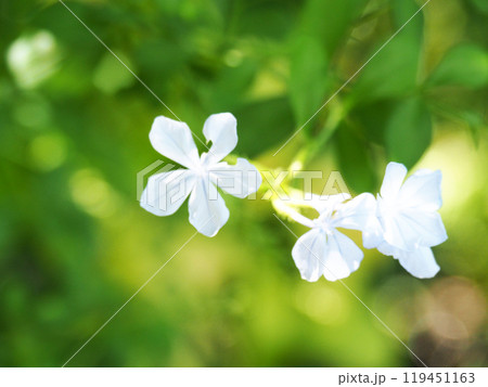 ルリマツリの花 119451163