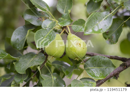 pear on a branch in the garden. pears ripen on the tree. pears in raindrops close-up on a branch. background with pears. 119451179
