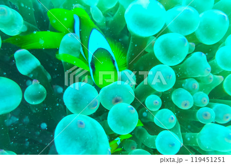 Lovely juvenile Yellowtail clownfish (Amphiprion clarkii) in Beautiful Sea Anemones 119451251