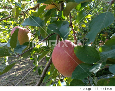 リンゴふじ 119451306