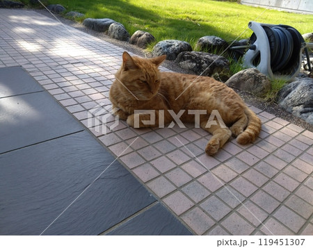 木陰の猫　昼寝 119451307