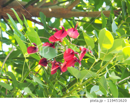 マルバデイゴの花 マルバデイゴの花 119451620